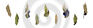 Chrysalis or Nympha as Pupal Stage of Butterfly Development Vector Set