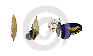 Chrysalis or Nympha as Pupal Stage of Butterfly Development Vector Set photo