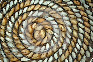 chrysalis silkworm cocoons in nests