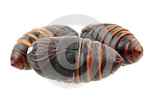 Chrysalis silkworm ,silk worm cocoon