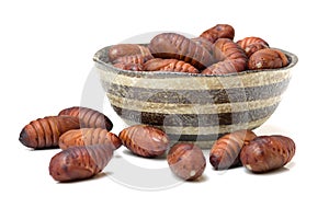 Chrysalis silkworm ,silk worm cocoon