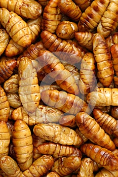 Chrysalis silkworm. This is a source of silk thread and silk fabric