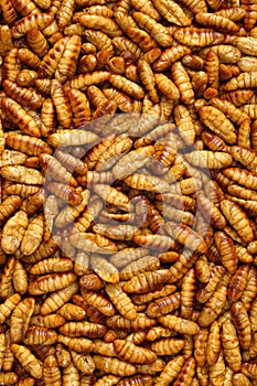 Chrysalis silkworm. This is a source of silk thread and silk fabric