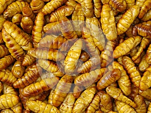 Chrysalis silkworm. This is a source of silk thread and silk fabric