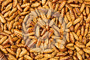 Chrysalis silkworm. This is a source of silk thread and silk fabric.