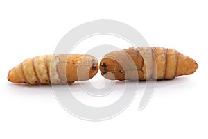 Chrysalis silkworm on white background