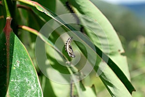 Chrysalis under a leaf