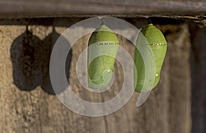 Chrysalises