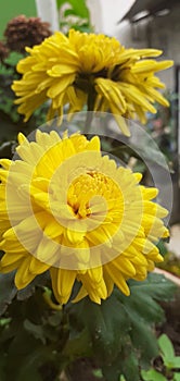 This is a Chrysant, yellow flower is so beautiful