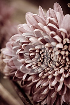 Chrysantemum photo