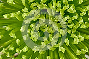 Chrysantemum background photo
