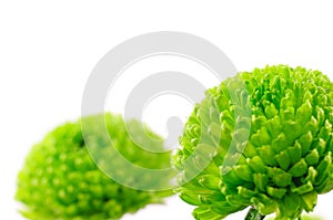 Chrysanth Green Santini