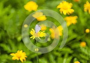 Chrysanthemoides & Butterfly