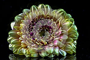 Chrysanthemum