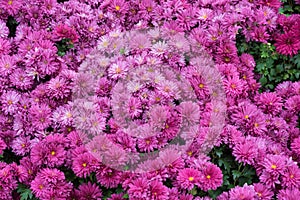 Chrysanthemum