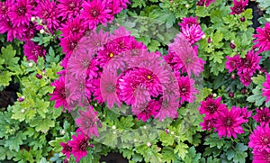 Chrysanthemum