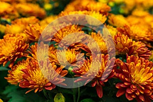 Chrysanthemum