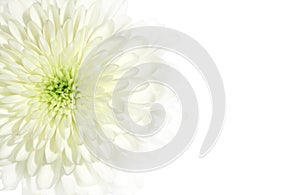 Chrysanthemum