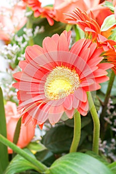 Chrysanthemum