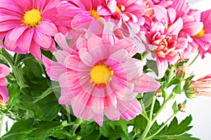 Chrysanthemum