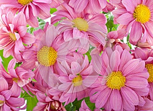 Chrysanthemum