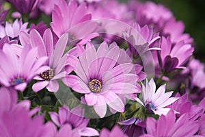 Chrysanthemum