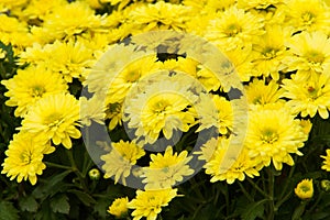 Chrysanthemum