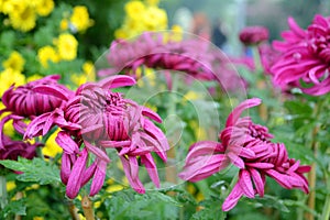 Chrysanthemum