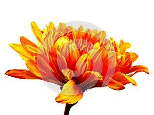 Chrysanthemum