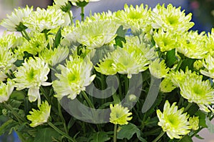 Chrysanthemum