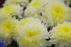 Chrysanthemum