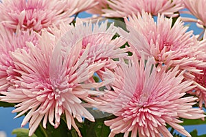 Chrysanthemum