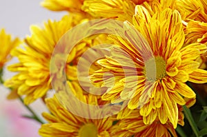 Chrysanthemum