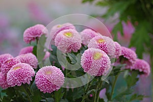 Chrysanthemum