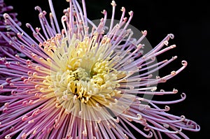 Chrysanthemum