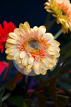 Chrysanthemum photo