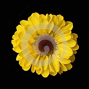 Chrysanthemum