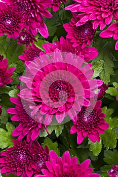 Chrysanthemum also known as the hardy mum and Florist\'s daisy photo