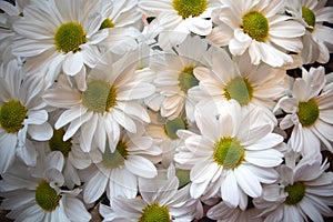 Chrysanthemum `Bacardi` white/daisy