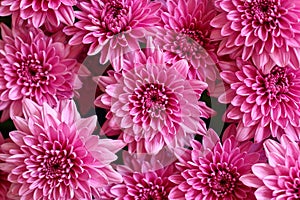 Chrysanthemum background