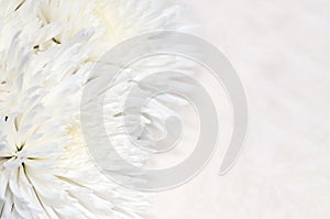 Chrysanthemum background