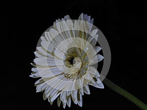 Chrysanthemum on black background photo