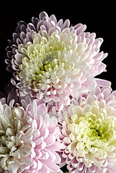 chrysanthemum on a black background