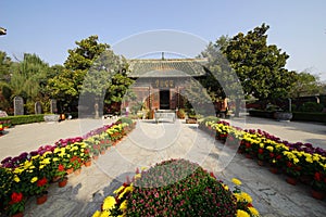 Chrysanthemum bloom in ancient buildings in Henan, China