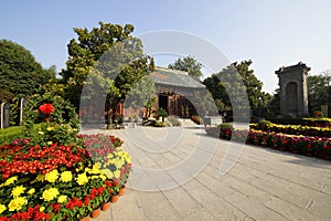 Chrysanthemum bloom in ancient buildings in Henan, China