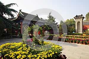 Chrysanthemum bloom in ancient buildings in Henan, China