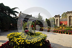 Chrysanthemum bloom in ancient buildings in Henan, China