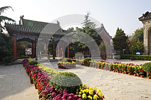 Chrysanthemum bloom in ancient buildings in Henan, China