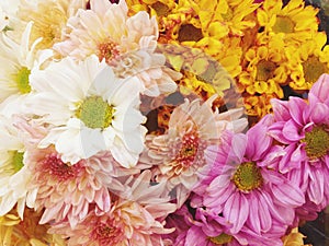 Chrysanthemum blooming, colorful, bright, background image