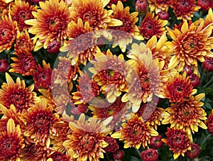 Chrysanthemum blooms in the fall